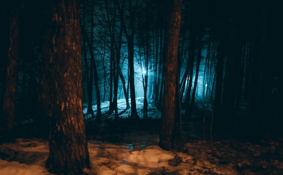 dark forest at night