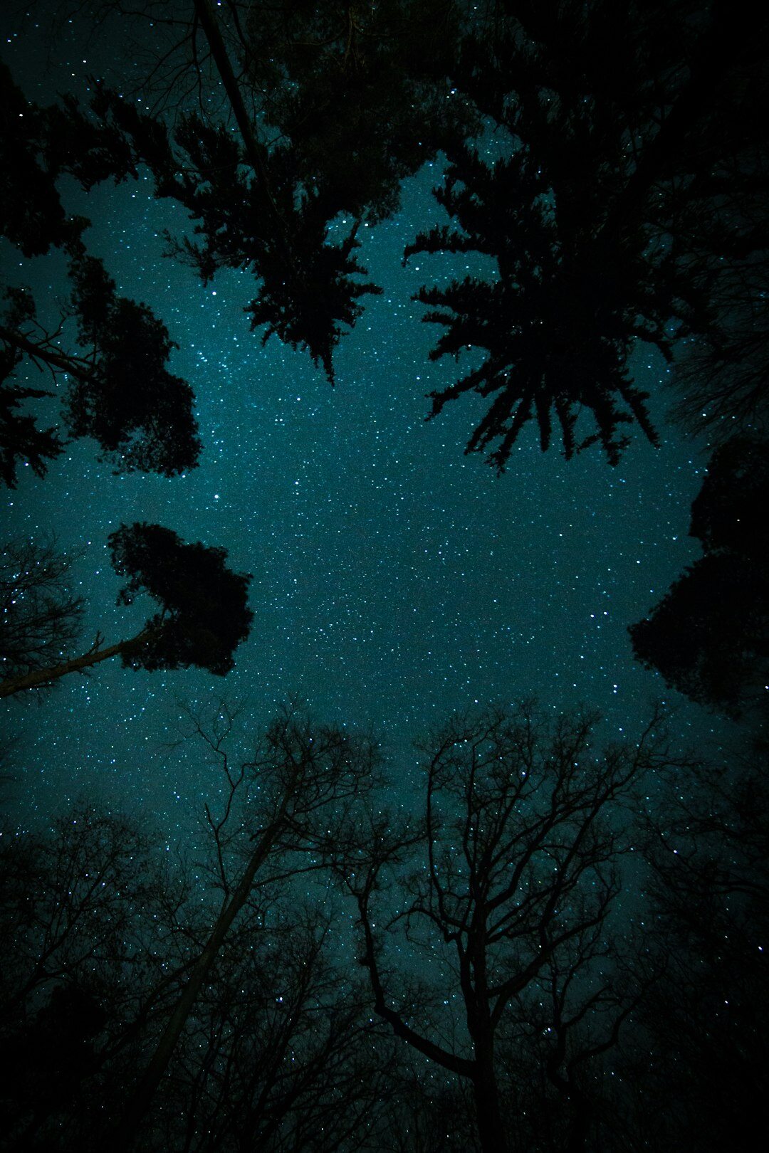 dark forest at night